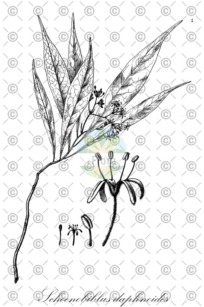 HistAbb_wfo-0000526305_1_ENZY_Simple | Historische Abbildung von Schoenobiblus daphnoides - Thymelaeaceae | Historical Illustration of Schoenobiblus daphnoides - Thymelaeaceae