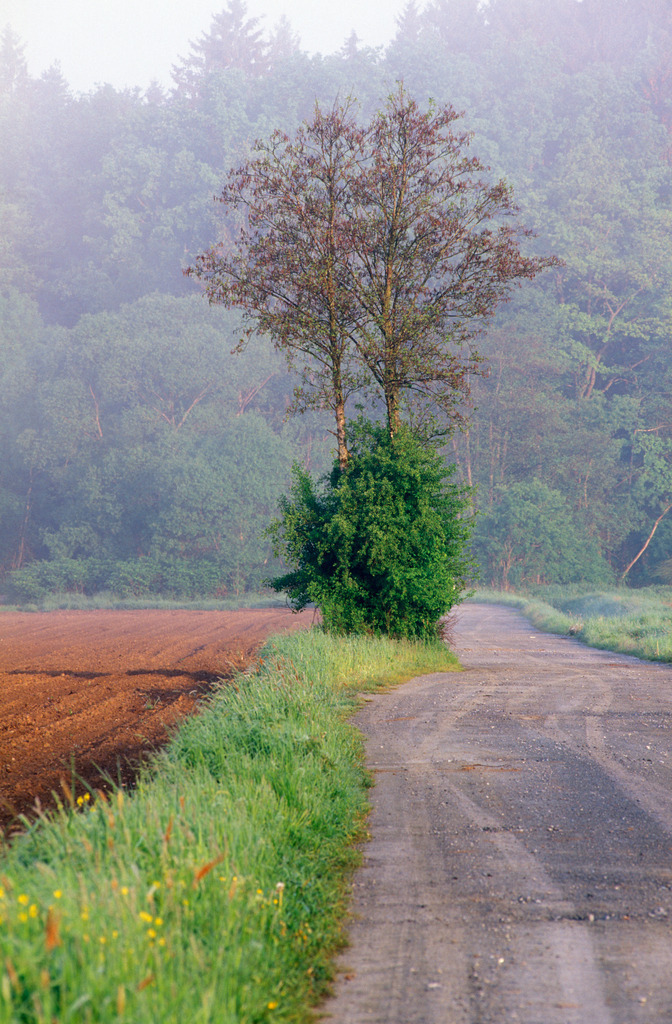 Baum am Strassenrand | , Austria: Baum am Strassenrand. - Realisiert mit Pictrs.com