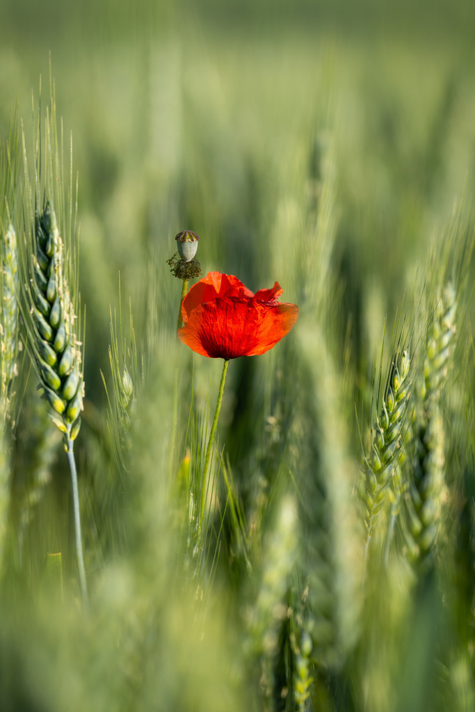 Mohn 1 | Landschaftsfotografien und Naturfotografien (Schweiz, Europa) auf Leinwand, Postkarten und Poster. Wähle dein Lieblingsfoto und entscheiden selber, welches Fotoprodukt du bestellen willst. Grosse Auswahl an Karten zum Versenden und Verschenken. - Realisiert mit Pictrs.com