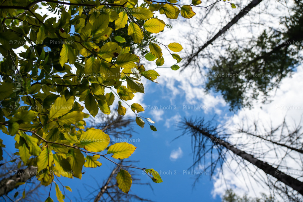 Koenigsweg_Nahe_Wolfsfalle_Buche_Laubblatt_Zweig | 2022-09-02_Waldbrandgebiete_2 - Realisiert mit Pictrs.com