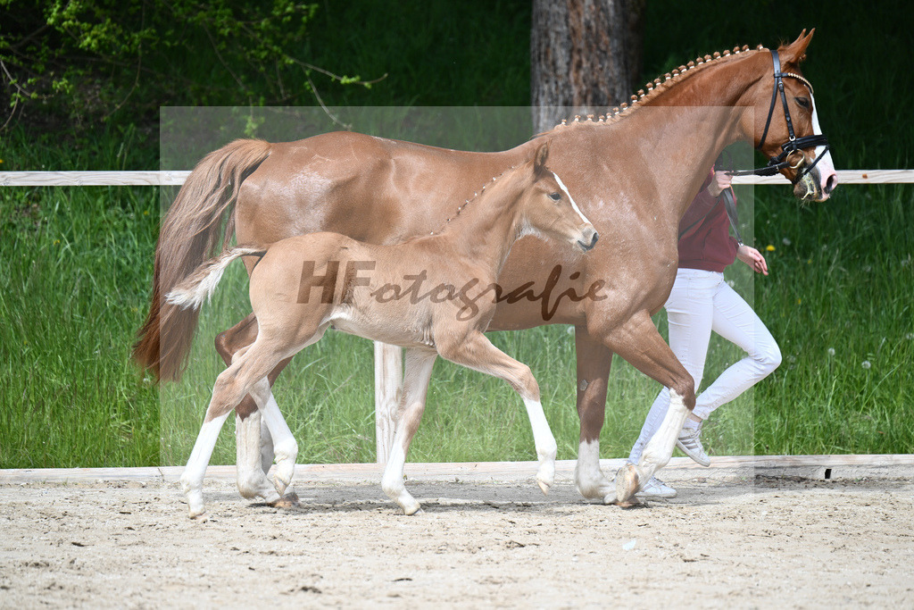 Van Vermeer x Wynton_SF_Gestuet Greim_11240327 | hf-fotografie - Realisiert mit Pictrs.com