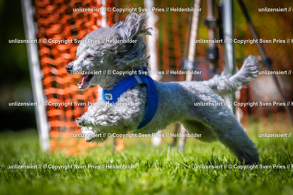 Hunderennen_April_2026_749 | 2026-04-26 - Hunderennen Baden-Oos April 2026 - Realisiert mit Pictrs.com