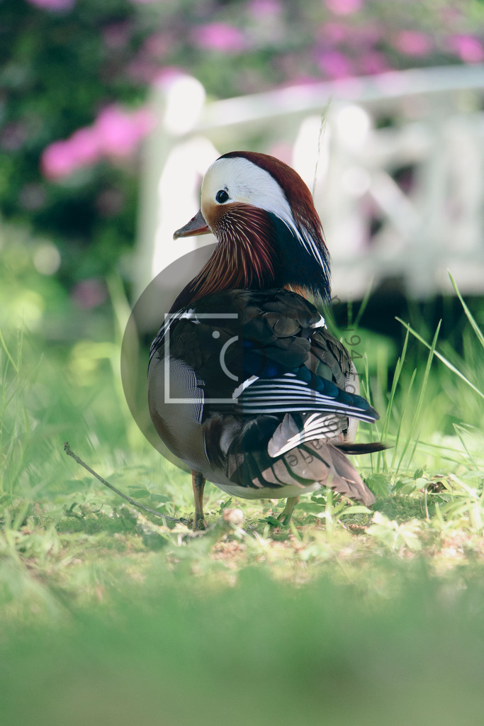 Wandbild Mandarinenente | Ich bin Fotograf und auf meiner Webseite hast du die Möglichkeit meine fotografie als Wandbilder druckfertig für dein Zuhause zu bestellten. - Realisiert mit Pictrs.com