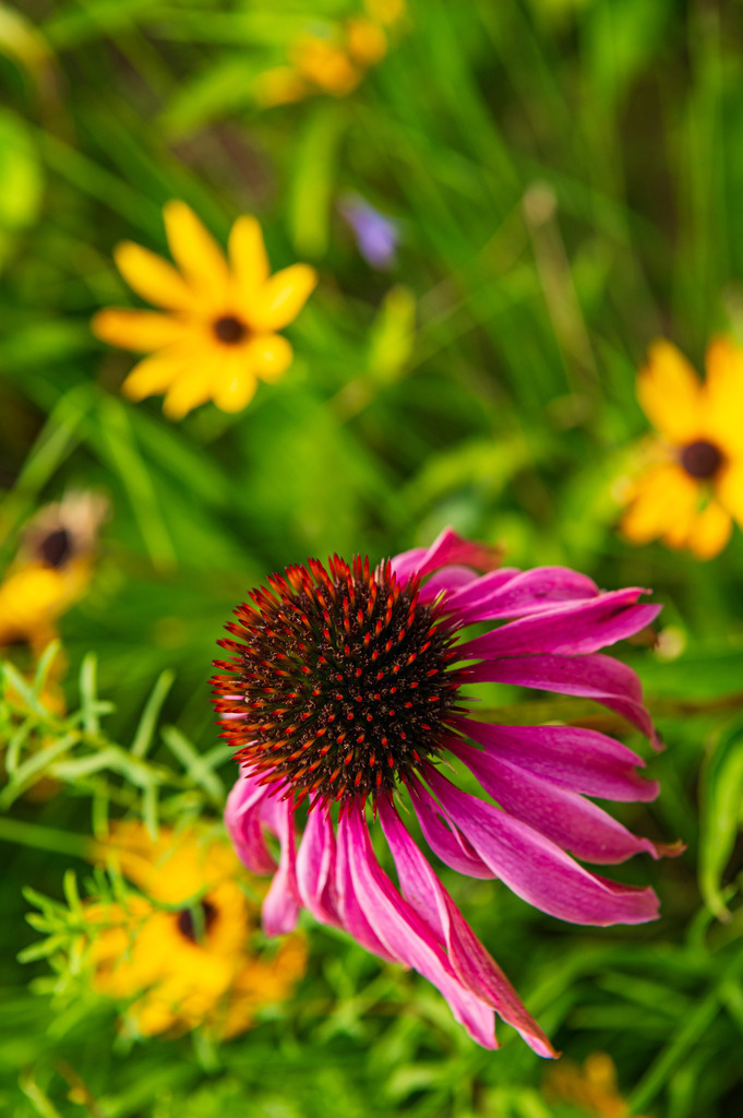 2023_08_13_HH-BOTANISCHER-GARTEN_MCP1386 | Hochwertig gedruckte Fotografien für die Wand, als Kalender und zum Verschenken. Hamburg & Norddeutschland und überall wo ich mit der Kamera unterwegs war.