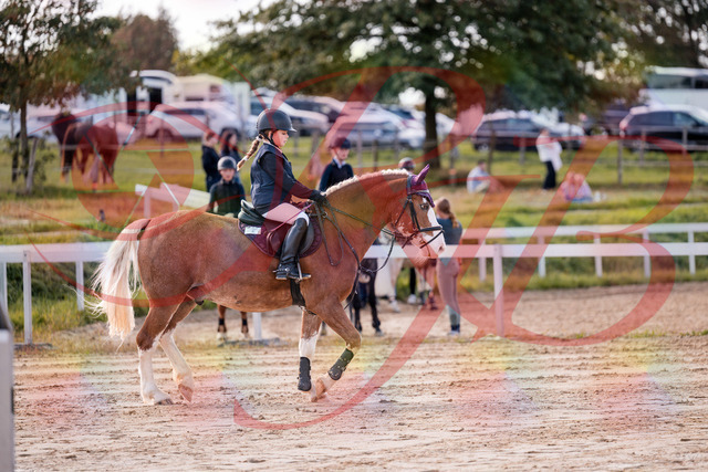 2026_10_03_Siefer-Hof_144400_Z81_17523829 | Professionelle Reitsport-, Turnier- und Eventfotografie von Robert Broda. Galerien mit ausgewählten und bearbeiteten Bildern direkt online ansehen und bestellen.