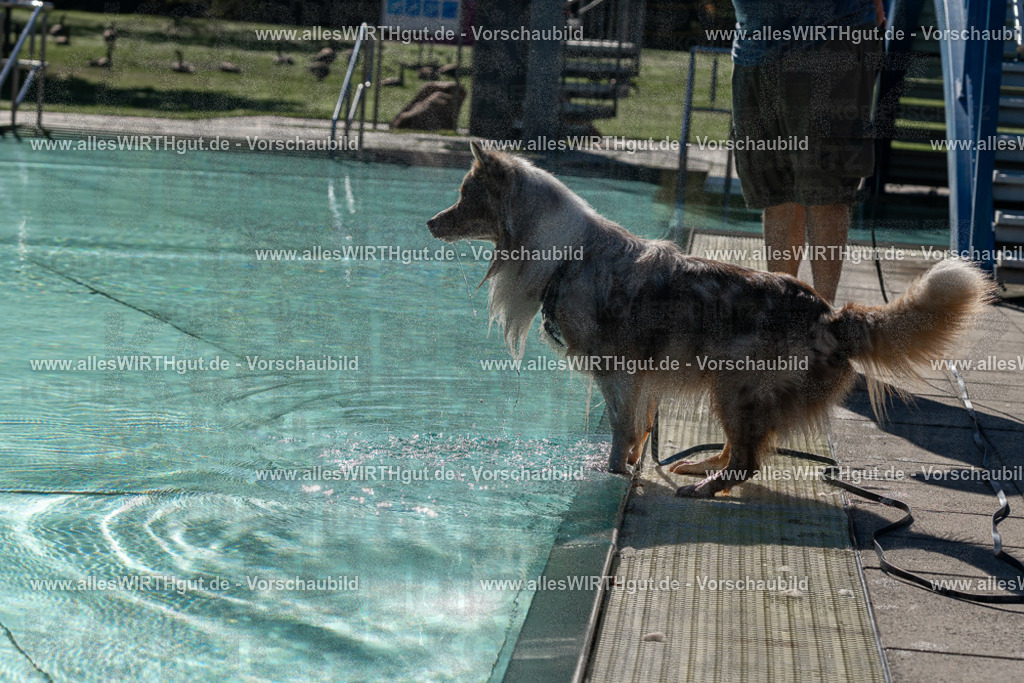 Hundeschwimmen_Volksbad_2026-allesWIRTHgut_Tierfotografie-2609061023-FAY05877 | Professionelle Tierfotografie in Mönchengladbach von Daniel Wirth (allesWIRTHgut). Liebevolle & natürliche Bilder von Hunden & Katzen für unvergessliche Erinnerungen.