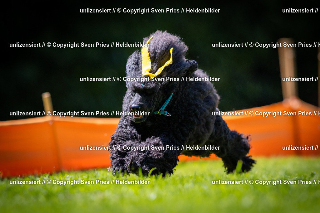 Sven Pries | 2025-08-10 - Hunderennen Durlach - Realisiert mit Pictrs.com