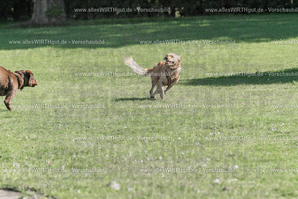 Hundeschwimmen_Volksbad_2026-allesWIRTHgut_Tierfotografie-2609061056-FAY06039 | Professionelle Tierfotografie in Mönchengladbach von Daniel Wirth (allesWIRTHgut). Liebevolle & natürliche Bilder von Hunden & Katzen für unvergessliche Erinnerungen.