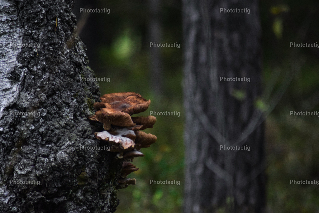 IMG_5341 | phototaetig