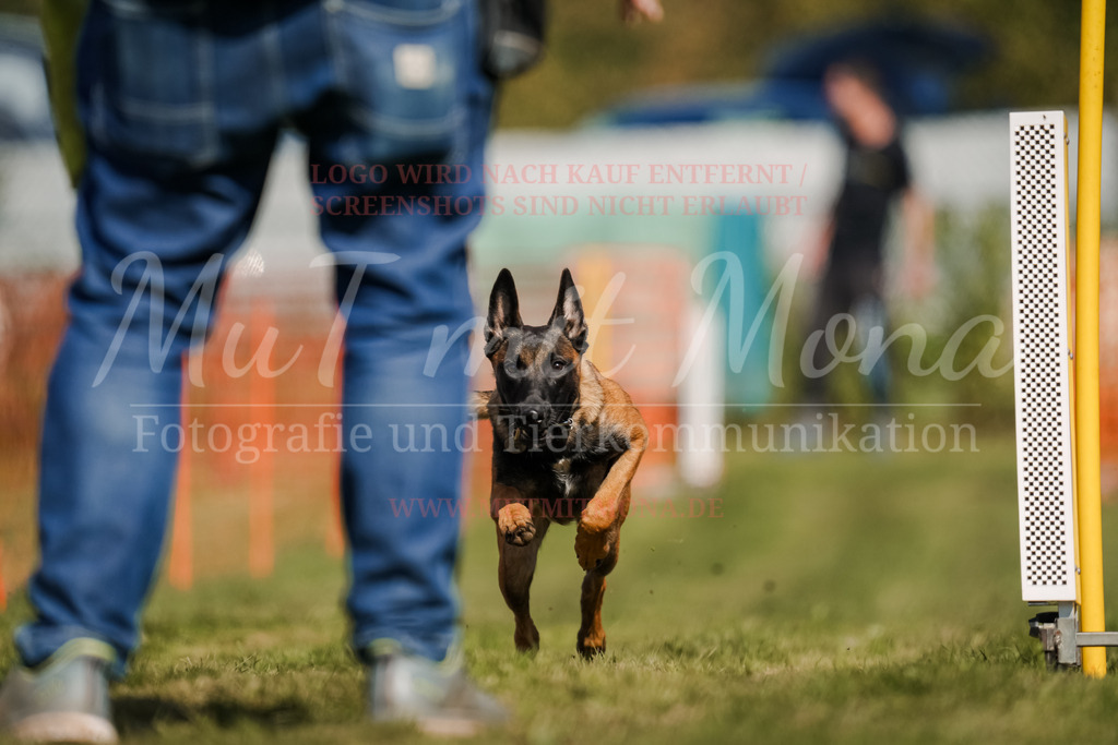 20250928_Hunderennen-694 | MuT (Mensch und Tier) mit Mona - Fotografie und Tierkommunikation - Realisiert mit Pictrs.com