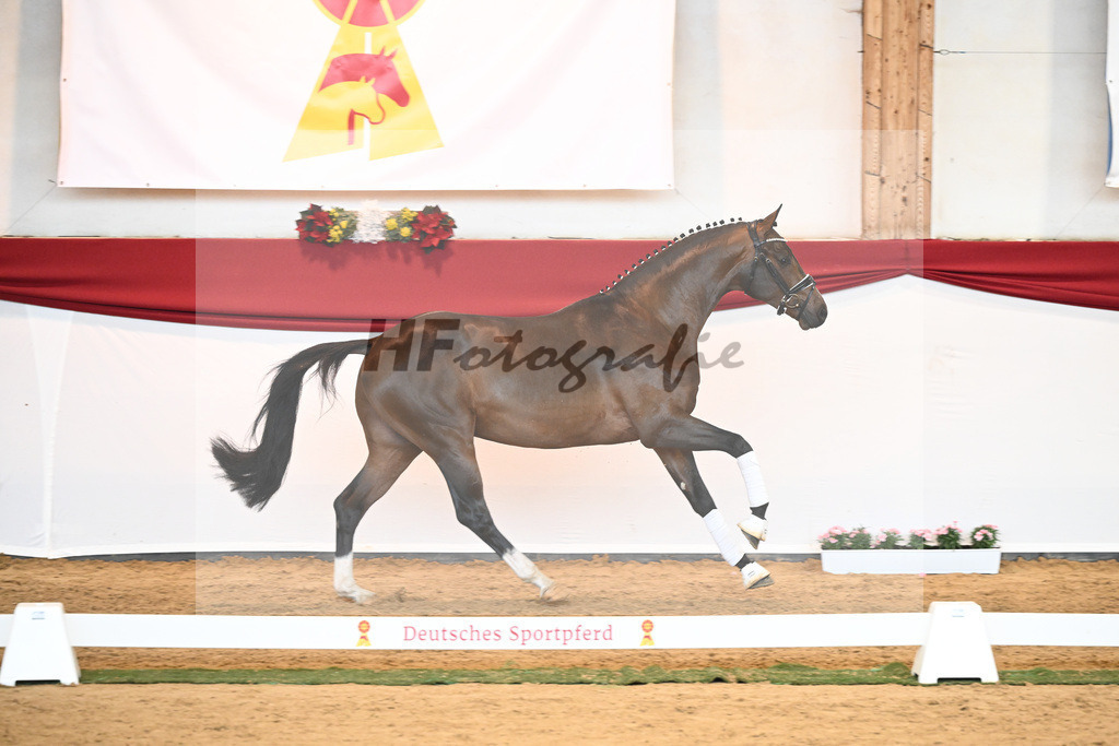 Kat-Nr. 57 Valverde x Diamond Hit_Blessing_43231046 | hf-fotografie - Realisiert mit Pictrs.com