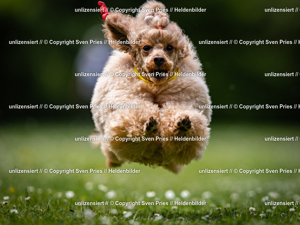 Sven Pries | 2025-05-29 - Pudelrennen KA-Durlach - Realisiert mit Pictrs.com