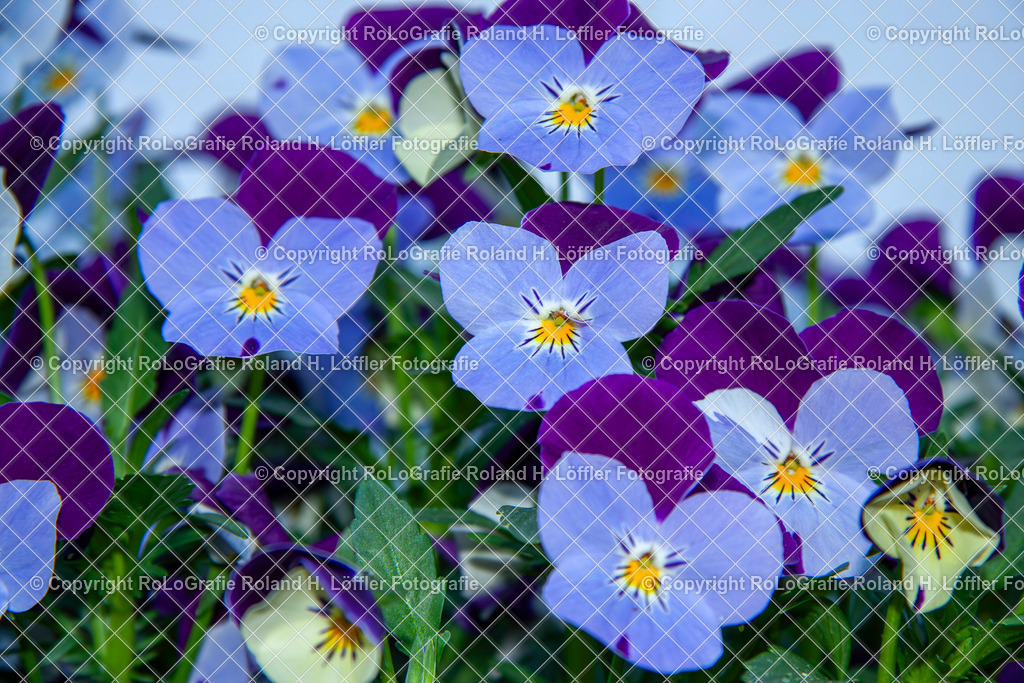 Hornveilchen_Viola cornuta L._Familie-Violaceae | Hornveilchen Viola cornuta L. Aus der Familie der Violaceae - Realisiert mit Pictrs.com