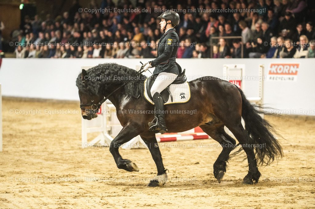 20240302_Hengstvorstellung_Marbach_TOMsPiC_0303 | equistock