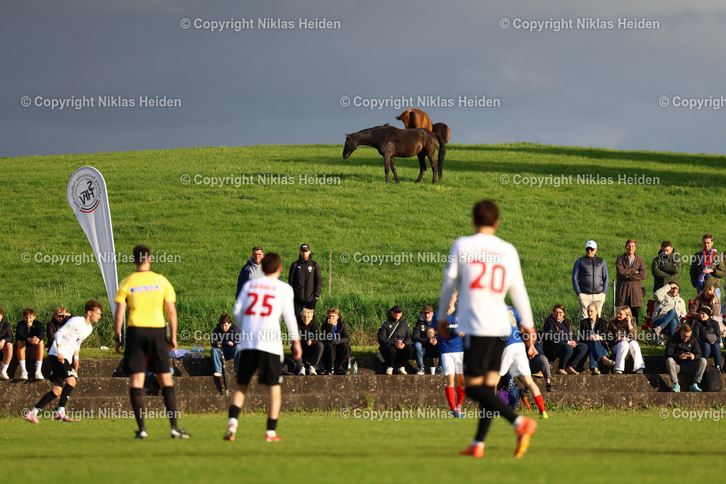 NH_JFVLübeckU19_HolsteinKielU19_SHFVLandespokal_14052026 | Pferde auf einer Koppel während des SHFV-Pokalfinals der A-Junioren im Uwe-Seeler-Fußball-Park.Fußball I Junioren I SHFV-Landespokal (A-Junioren) I Saison 2025-2026 I Finale I JFV Lübeck U19 - Holstein Kiel U19 I 14.05.2026 I Uwe-Seeler-Fußball-Park