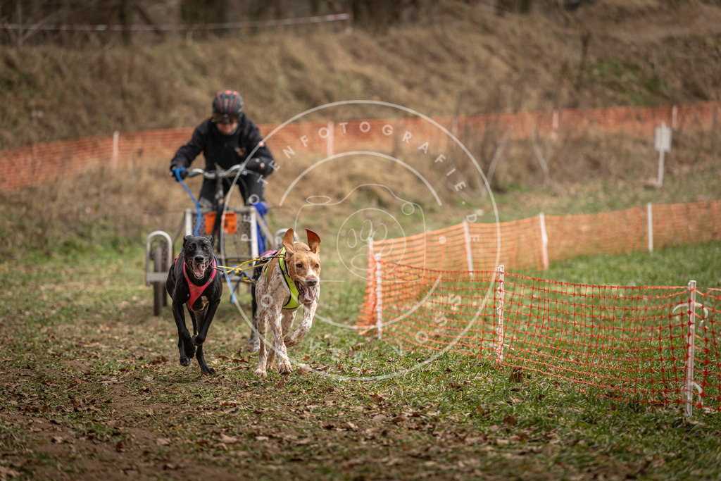 Pfotenfotografie_DV3A8250 | Hundefotografie, Tierfotograf, Pfotenfotografie, Fotoshooting Hund, Hunde Portrait, Hundesport, Hundeportraits, Heideshooting, Hunde, Sportfotograf, Hundefotograf, Turnierhundsport, THS,  - Realisiert mit Pictrs.com