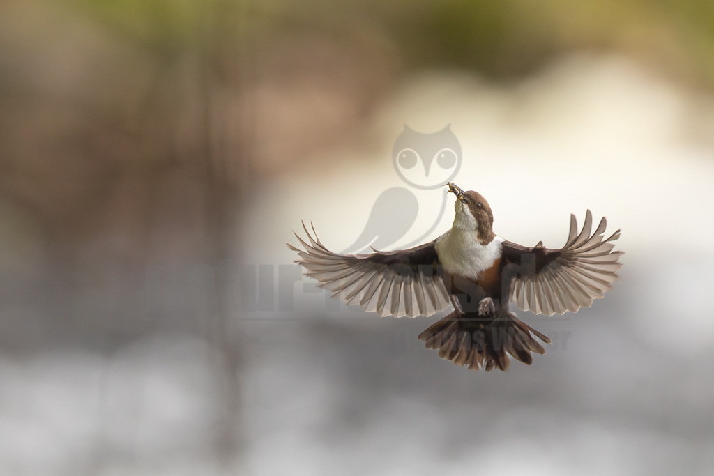 R5M25438_20260412 | Eine Wasseramsel (Cinclus cinclus) ist im Flug festgehalten, ihre Flügel sind weit ausgebreitet. Sie trägt ein Insekt in ihrem Schnabel, was auf eine Jagd- oder Fütterungsinteraktion hindeutet. Der Vogel hat ein charakteristisches dunkelbraunes Gefieder mit einer auffälligen weißen Brust und einem rötlich-braunen Bauch. Der Hintergrund ist unscharf und deutet auf eine natürliche Umgebung, wahrscheinlich in der Nähe eines Flusses, hin. - Realisiert mit Pictrs.com