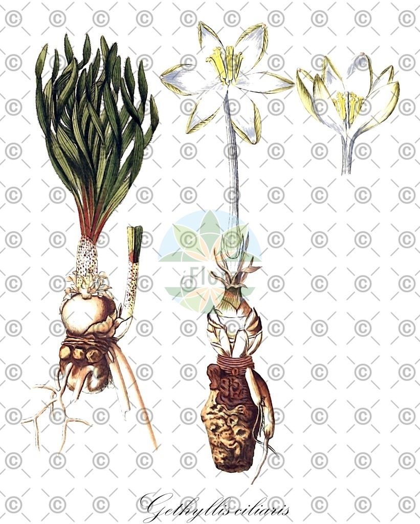 HistAbb_EMP_29707_6_ALPEN_Simple | Historische Abbildung von Gethyllis ciliaris - Amaryllidaceae | Historical Illustration of Gethyllis ciliaris - Amaryllidaceae