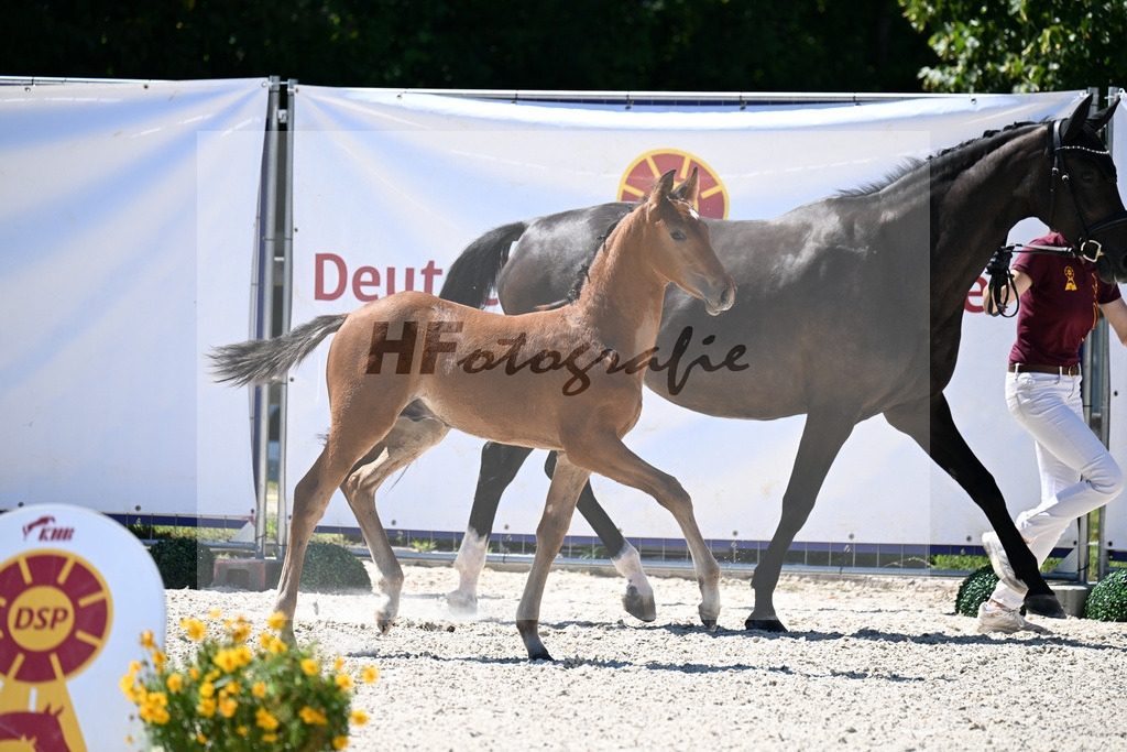 Kat-Nr. 34 Veneno x Pacelli W_HF_Kroiss_24250423 | hf-fotografie - Realizzato con Pictrs.com