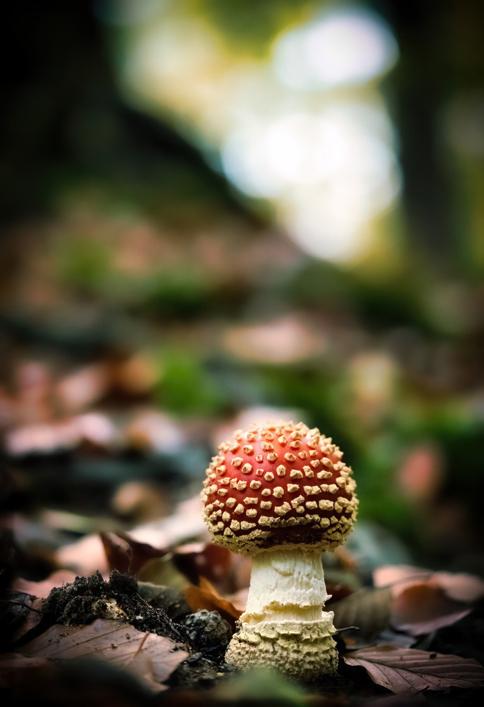 DSC07572-DeNoiseAI-severe-noise | die schönsten Bilder aus Wald und Wiese, sowie Streifzüge durch den Garten mit der gesamten Blumen & Insektenwelt.   - Realisiert mit Pictrs.com