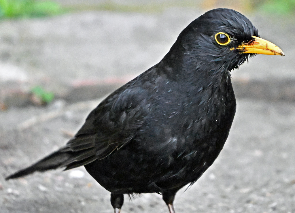Amsel02-1 | lucisnaturbilder - Realisiert mit Pictrs.com