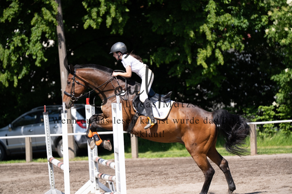 A7V03291 | Pferdefotograf