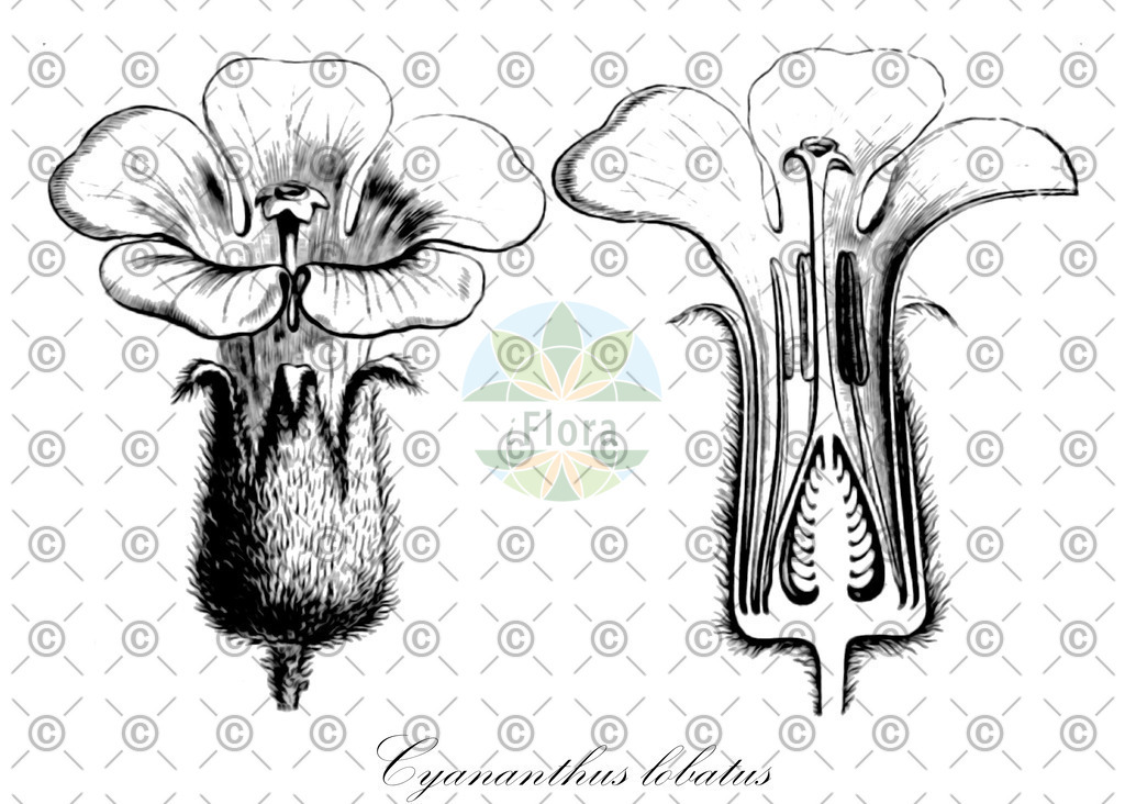 HistAbb_wfo-0000764829_1_ENZY_Simple | Historische Abbildung von Cyananthus lobatus - Campanulaceae | Historical Illustration of Cyananthus lobatus - Campanulaceae