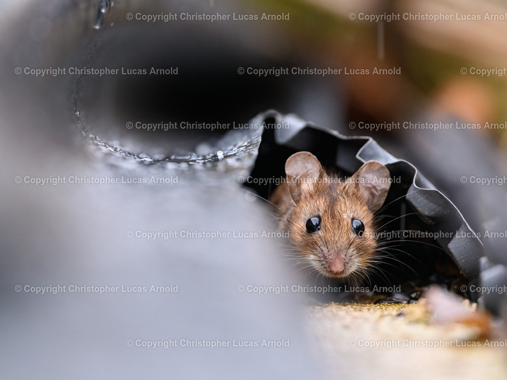 Waldmaus unter der Plane | bildkomponist - Realisiert mit Pictrs.com