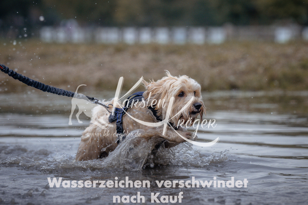 1155_ZZ97304 | kk-dogfotos