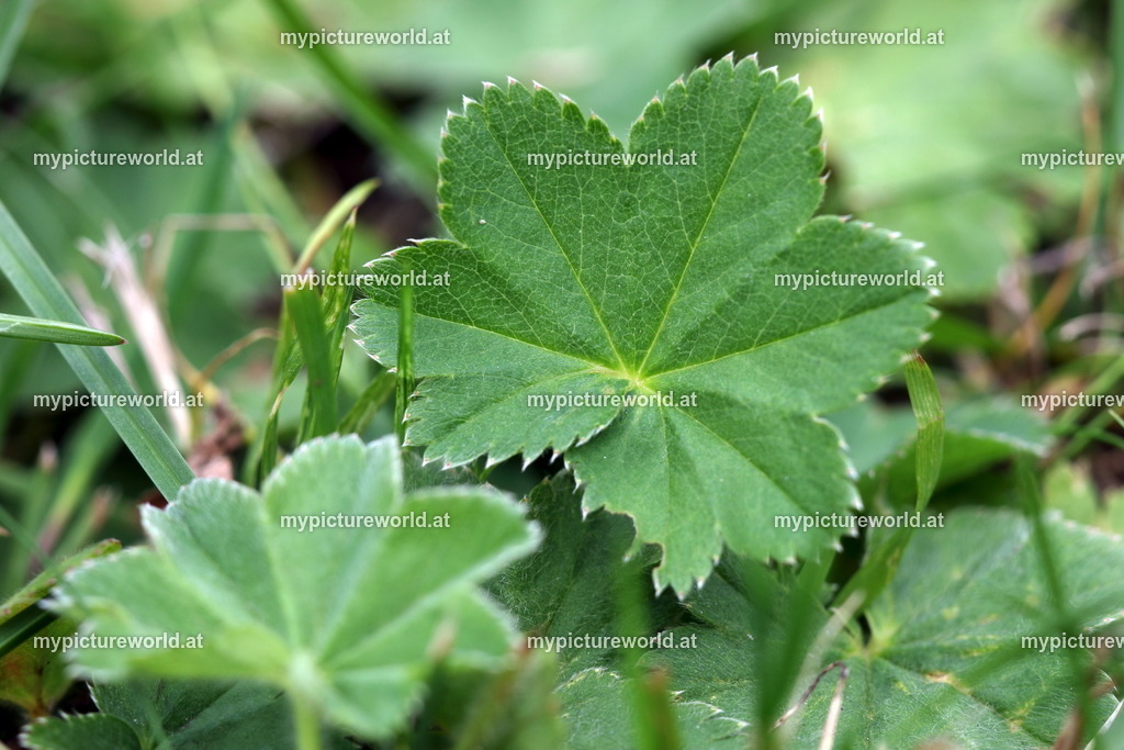 Gewöhnlicher Frauenmantel-001 | Das Bilderarchiv über Tiere, Planzen und Landschaften. In der Bilddatenbank finden Sie ein große Auswahl an hochwertigen Bilder für Ihre Werbung - Realisiert mit Pictrs.com