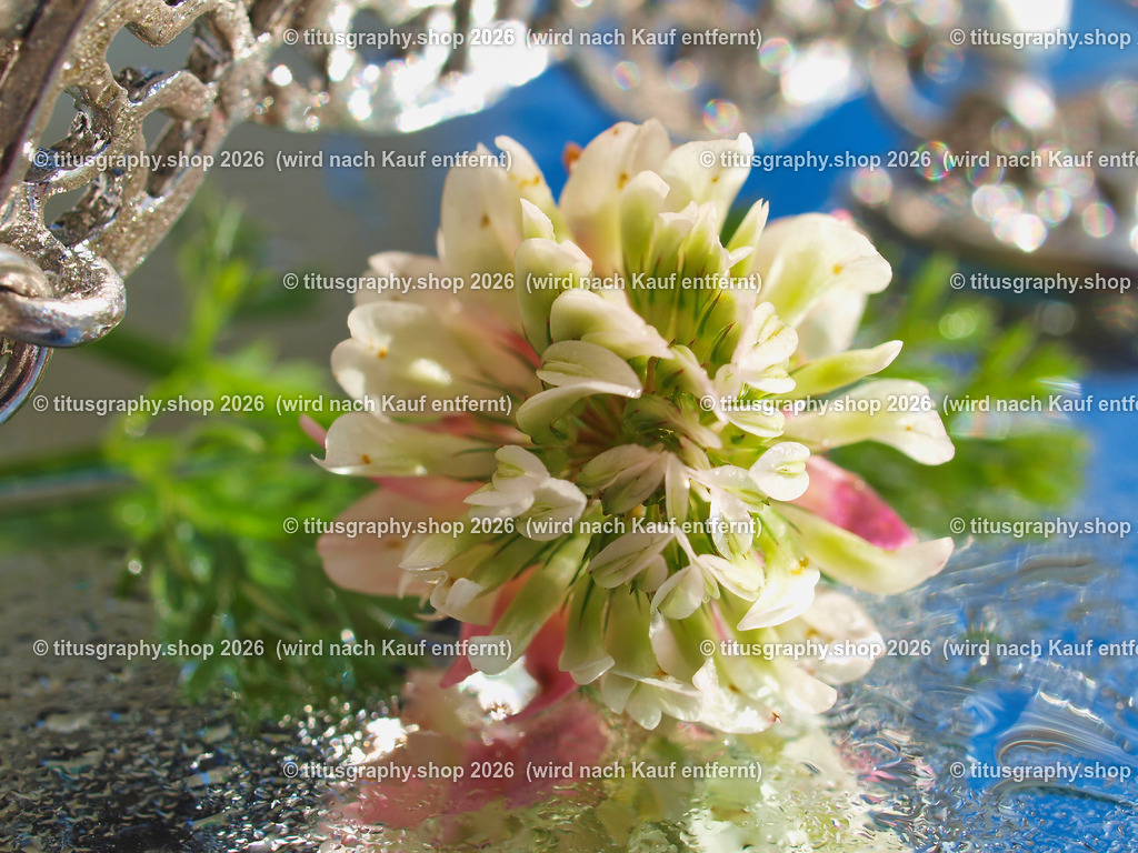 titusgraphy_P9066775-vz-ln | titusgraphy-shop: Geschenkideen mit Qualitätsfotos. titusgraphy-shop: gift ideas with quality photos. titusgraphy-shop: idées cadeaux avec photos de qualité.  - Realisiert mit Pictrs.com