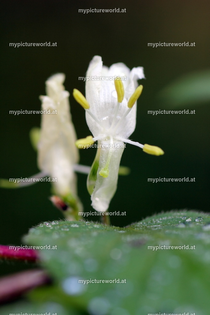 Rote Heckenkirsche-002 | Das Bilderarchiv über Tiere, Planzen und Landschaften. In der Bilddatenbank finden Sie ein große Auswahl an hochwertigen Bilder für Ihre Werbung - Realisiert mit Pictrs.com