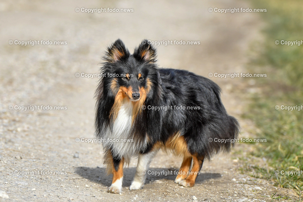 Hund_ Hunde_ 03.03.2022-1 | 03.03.2022, Linz, AUT, Hund, Hunde, Themenbild, im Bild Hund, Hunde, spazieren, Freilaufzone, Spazierweg, Arrigo und Luigi