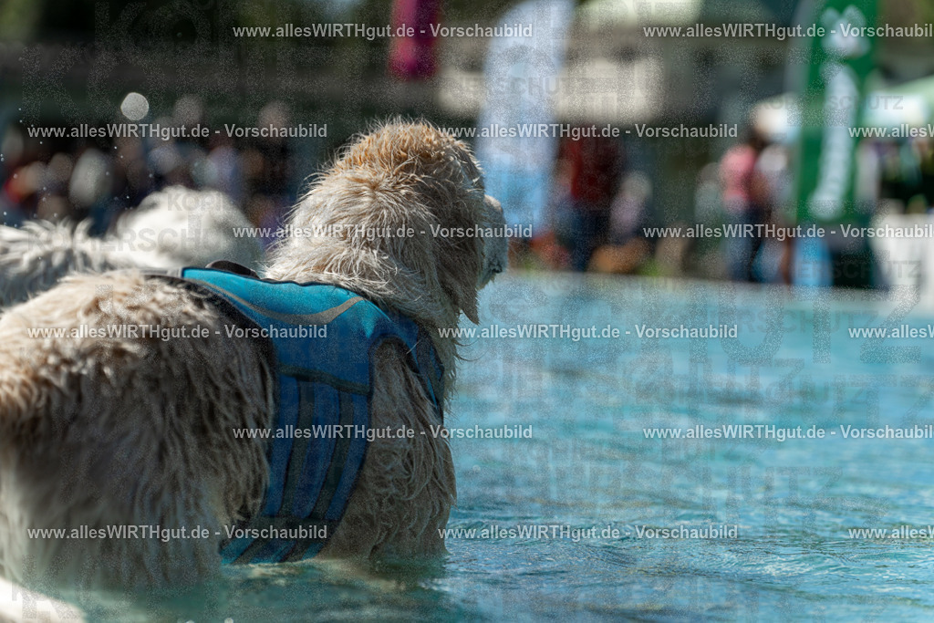 Hundeschwimmen_Volksbad_2026-allesWIRTHgut_Tierfotografie-2609061310-122015-7R500573 | Professionelle Tierfotografie in Mönchengladbach von Daniel Wirth (allesWIRTHgut). Liebevolle & natürliche Bilder von Hunden & Katzen für unvergessliche Erinnerungen.