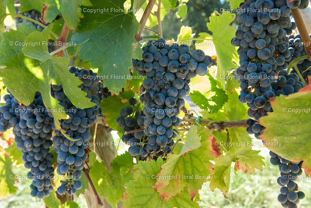 Weingut in Italien | blaue Weintrauben an Rebe - Realized with Pictrs.com