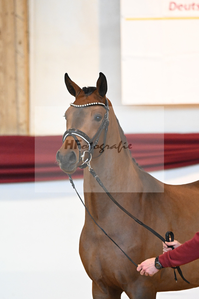 Kat-Nr. 35 v. Imposantos_Dusak_66222081 | hf-fotografie - Realisiert mit Pictrs.com