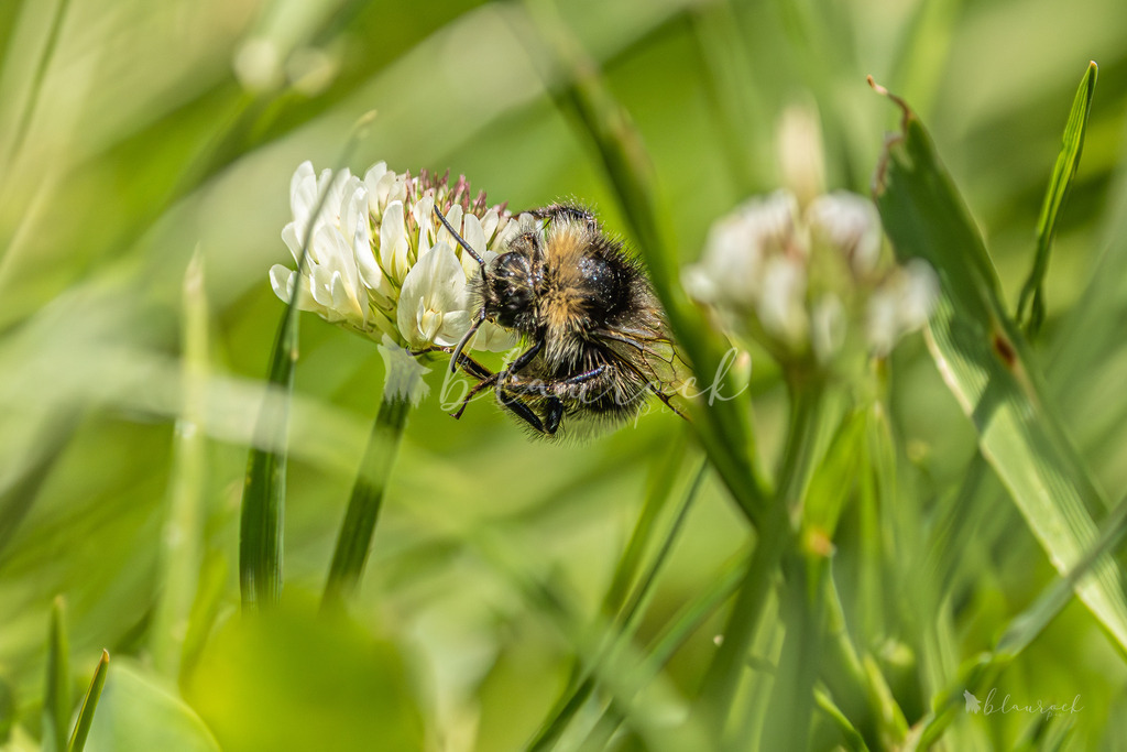 701A2548 | Sportbilder, Sportfotograf, Hochzeits- und Eventfotografin, Flugshows, Portraits und Tiershooting, Aviation, Downhill, Nationalleague, Swissleague, International