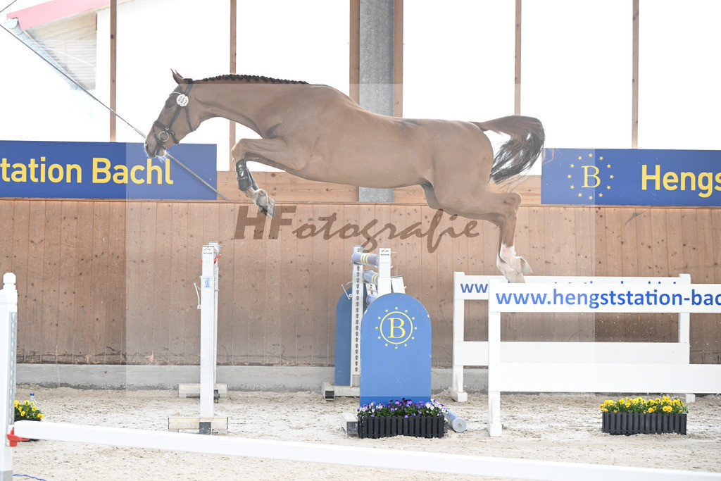 Kat-Nr. 52 Amir VT Z v. Aganix du Seigneur_Neukirch_5250498 | hf-fotografie - Realisiert mit Pictrs.com