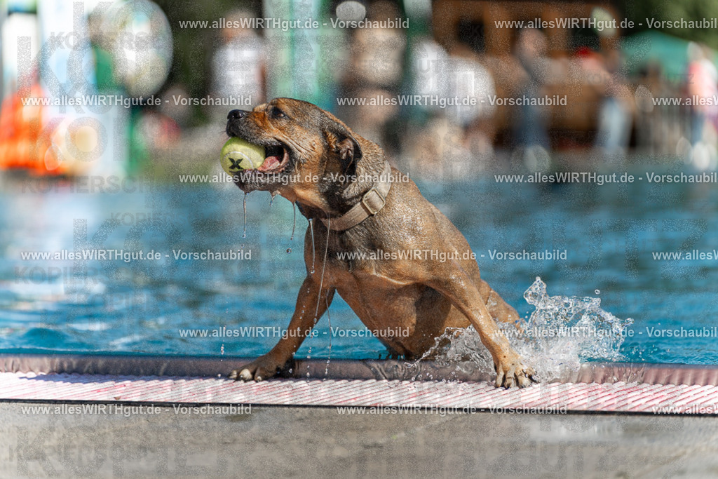 Hundeschwimmen_Volksbad_2026-allesWIRTHgut_Tierfotografie-2609061124-103430-7R509640 | Professionelle Tierfotografie in Mönchengladbach von Daniel Wirth (allesWIRTHgut). Liebevolle & natürliche Bilder von Hunden & Katzen für unvergessliche Erinnerungen.