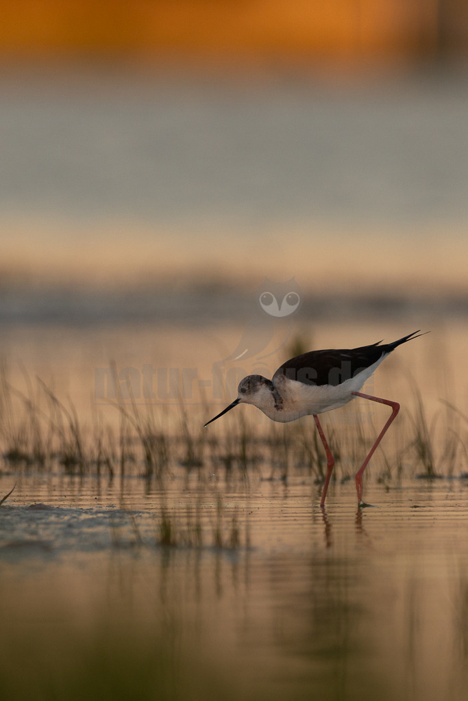 R6M33357_20260522 | Ein eleganter Stelzenläufer (Himantopus himantopus) mit seinen charakteristisch langen, rosa Beinen und dem schlanken, schwarzen Schnabel watet im flachen Wasser. Das Gefieder ist kontrastreich schwarz und weiß. Die Szene spielt sich bei Sonnenuntergang ab, was sich in den warmen Orange- und Goldtönen des Himmels und der Wasseroberfläche widerspiegelt. Der Vogel ist auf Nahrungssuche und bewegt sich vorsichtig durch das seichte Gewässer, um Insekten und kleine Wirbellose zu finden. Stelzenläufer sind Watvögel, die in Feuchtgebieten leben und für ihre auffälligen Beine bekannt sind, die ihnen helfen, in tieferem Wasser zu waten als viele andere Vögel. - Realisiert mit Pictrs.com