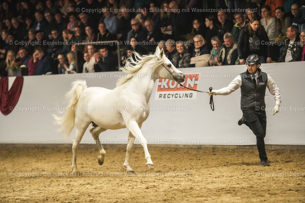 20240302_Hengstvorstellung_Marbach_TOMsPiC_1188 | equistock