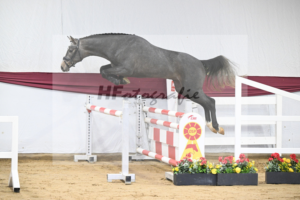 Kat-Nr. 2 Arezzo Man x Canoso_Pferdezucht Pech GbR 47250034 | hf-fotografie - Realisiert mit Pictrs.com