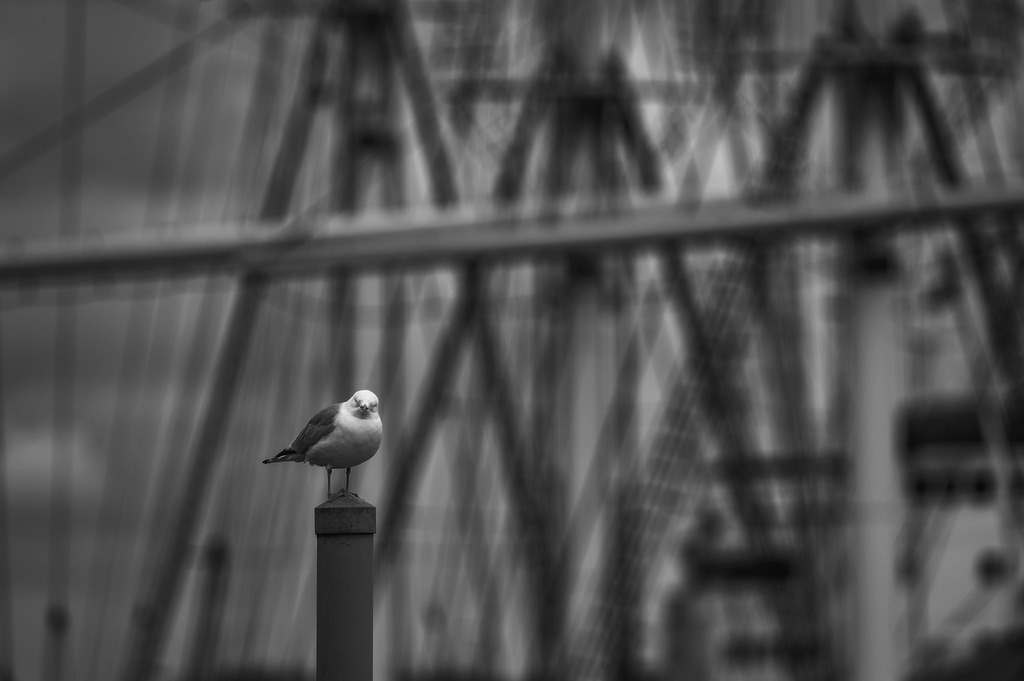 2025_03_12_HH-LANDUNGSBRUECKEN+HOLZHAFEN_MCP6554 sw | Hochwertig gedruckte Fotografien für die Wand, als Kalender und zum Verschenken. Hamburg & Norddeutschland und überall wo ich mit der Kamera unterwegs war.