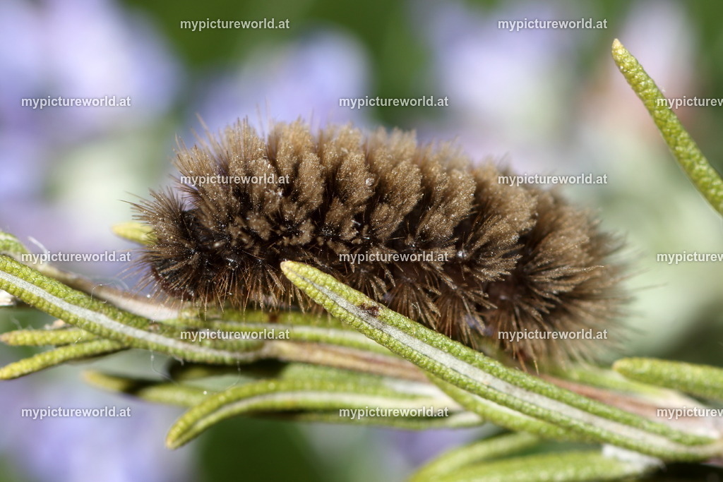 Amota phegea-007 | Das Bilderarchiv über Tiere, Planzen und Landschaften. In der Bilddatenbank finden Sie ein große Auswahl an hochwertigen Bilder für Ihre Werbung - Realized with Pictrs.com