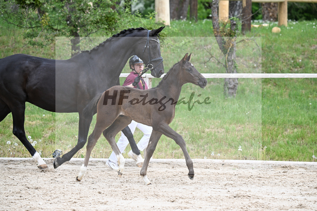 Kat-Nr. 23 HF Be my Dancer x De Niro_Eder_24260537 | hf-fotografie - Realisiert mit Pictrs.com