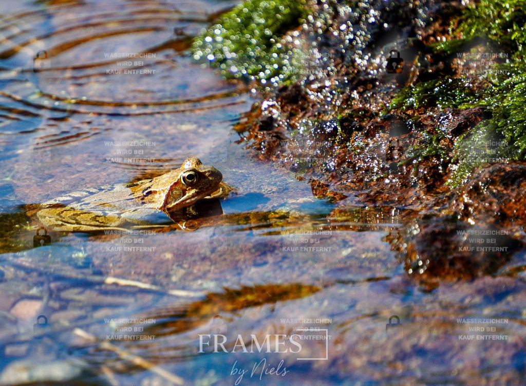 Grasfrosch | Frames by Niels – Fotograf aus Wassenberg (Nähe Mönchengladbach). Natürliche Fotos von Menschen, Tieren, Produkten und Architektur. Outdoor-Shootings & professionelle Prints direkt im Shop bestellen oder vor Ort buchen. - Realisiert mit Pictrs.com