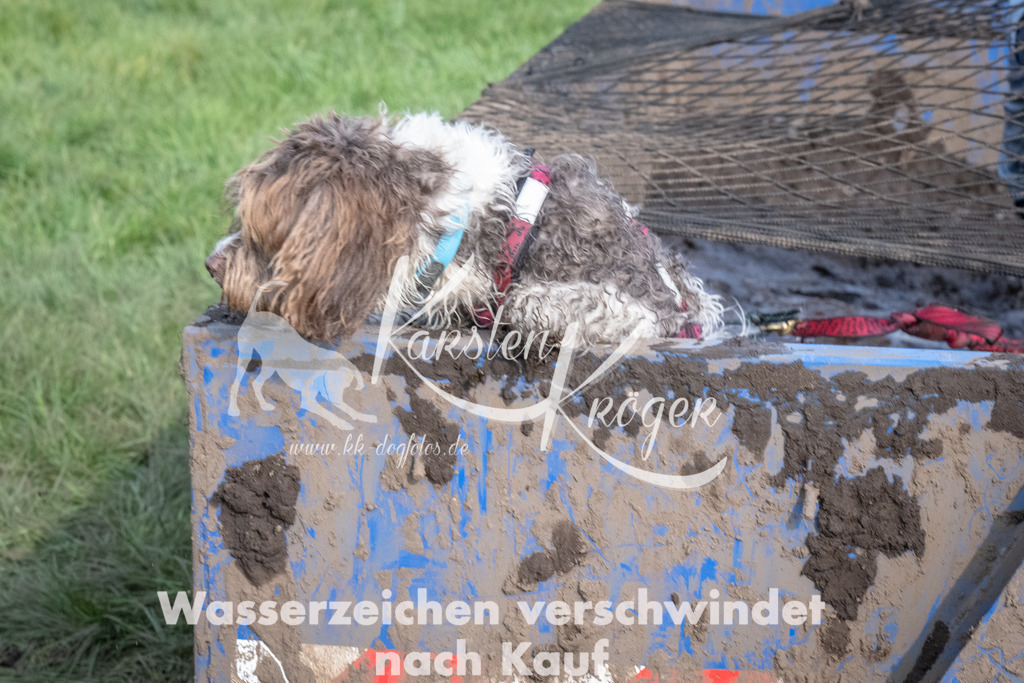 1611_ZZ91909 | kk-dogfotos