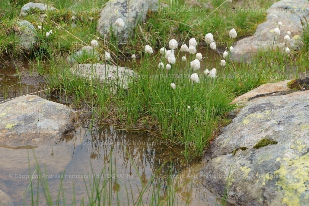 Wollgras | Wollgras - Realisiert mit Pictrs.com