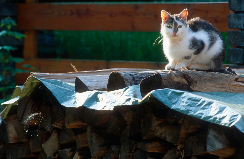 Katze sitzt auf Holzstoß | Alpl, Austria - May 24, 2009: Katze sitzt auf Holzstoß. - Realisiert mit Pictrs.com