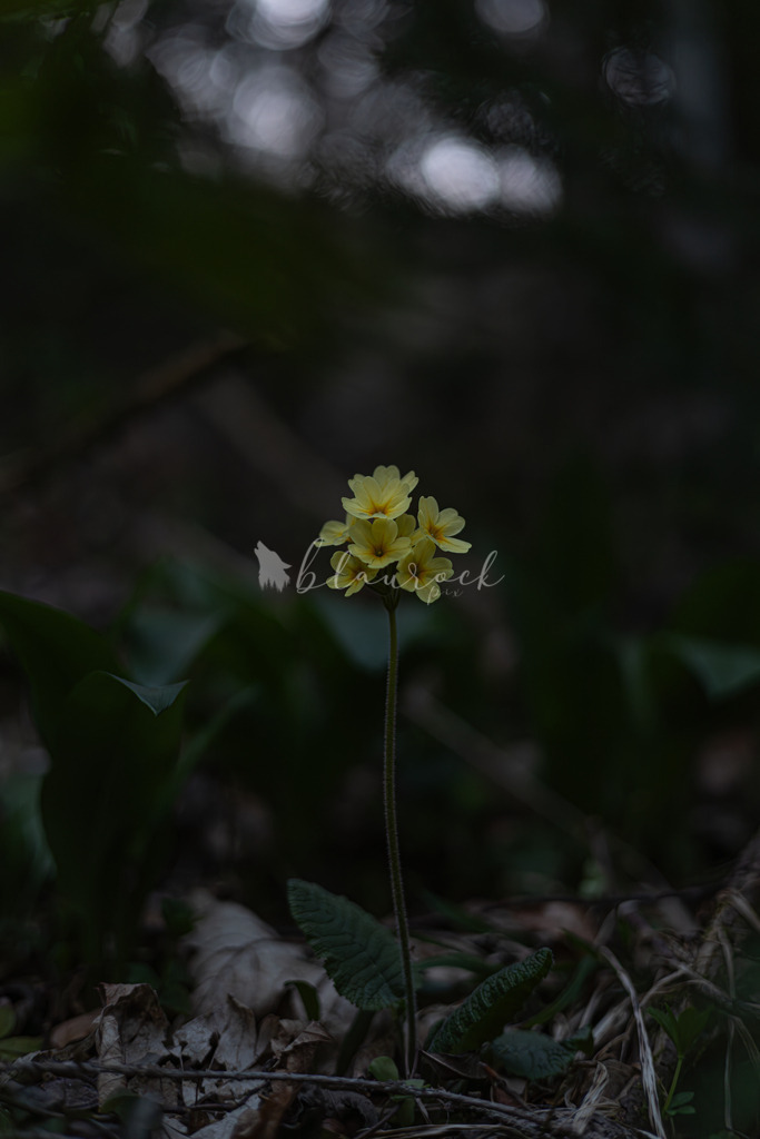 701A6997  | Sportbilder, Sportfotograf, Hochzeits- und Eventfotografin, Flugshows, Portraits und Tiershooting, Aviation, Downhill, Nationalleague, Swissleague, International